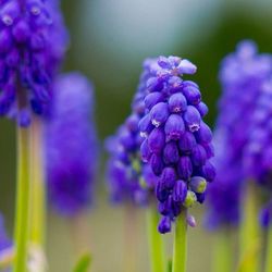 Close-up of purple flowers