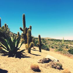 Cactus growing in desert against sky