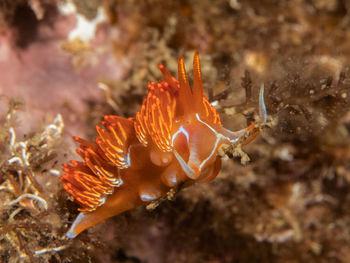 Close-up of fish swimming underwater