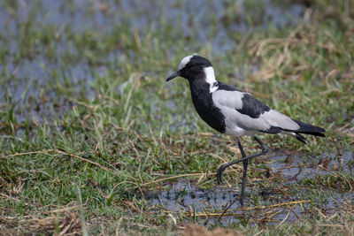 Bird perching on a field