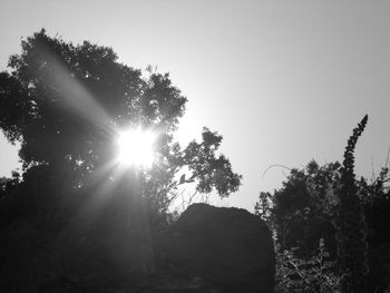 Sun shining through trees