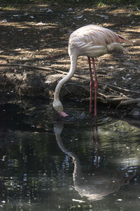 Swan swimming on lake