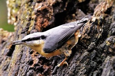 Close-up of bird perching on tree trunk