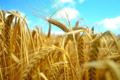 Close-up of wheat field