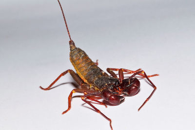 Close-up of whip scorpion on white background