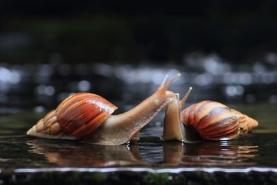 Snail on water