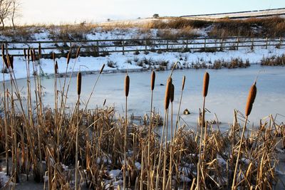 Scenic view of frozen lake during winter