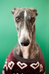 Close-up portrait of a dog over green background