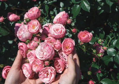 Cropped hands holding pink roses