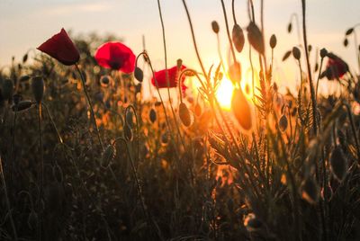 Close-up of poppies blooming on field against sky