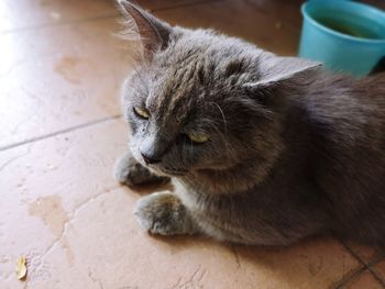 Close-up of a cat resting on floor