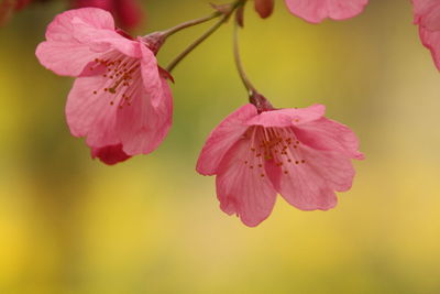 Close-up of pink flowers in bloom