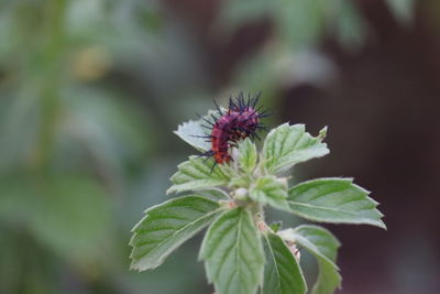 Close-up of flowering plant