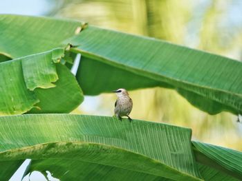 Close-up of bird perching on leaf