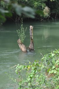 Scenic view of lake in forest