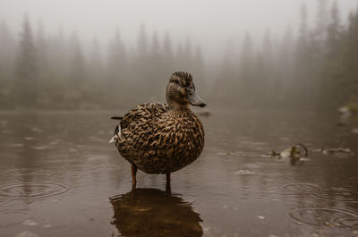 Bird on a lake