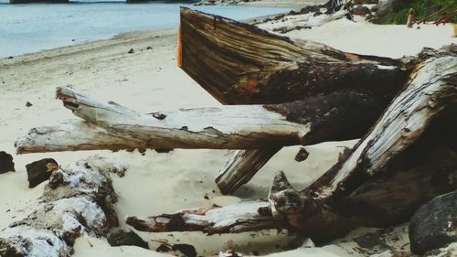 Close-up of tree stump