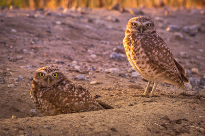 Close-up of owls