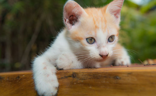 Close-up portrait of cat