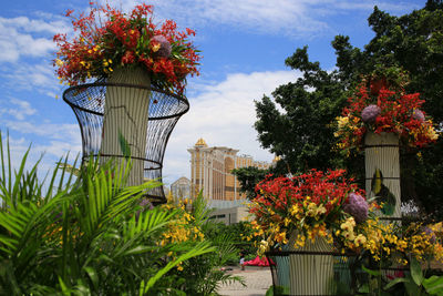 Close-up of red flowering plant against building