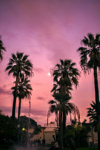 Silhouette palm trees at sunset