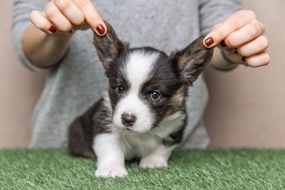 Midsection of man holding dog