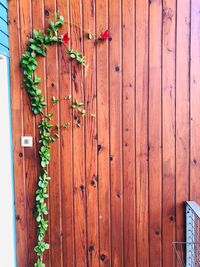 Green plant wooden wall