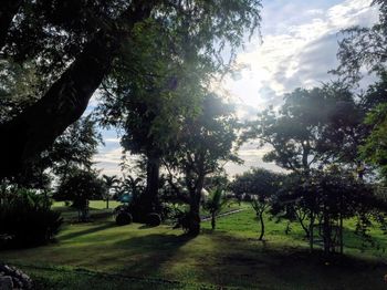 Trees on landscape against sky