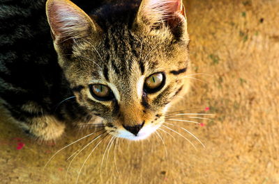 Close-up portrait of cat