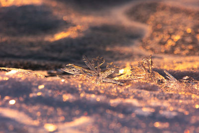 Gilded winter. translucent ice awakens in golden sunrise in northern europe