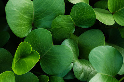 Full frame shot of green leaves