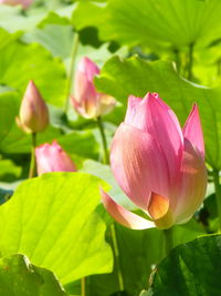 Close-up of pink lotus water lily blooming outdoors