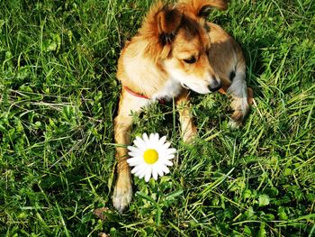 High angle view of an animal on grass