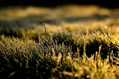 Plants growing on grassy field