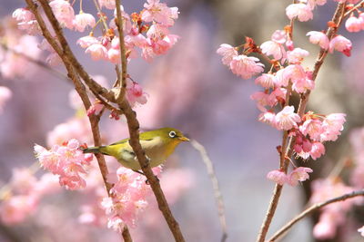 Close-up of bird perching on tree