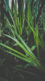 Close-up of wet grass on field