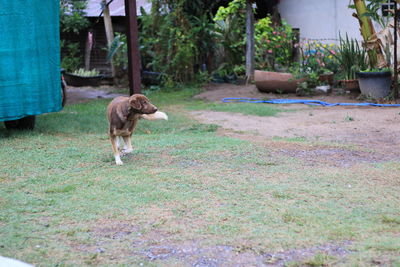 Dog walking in backyard