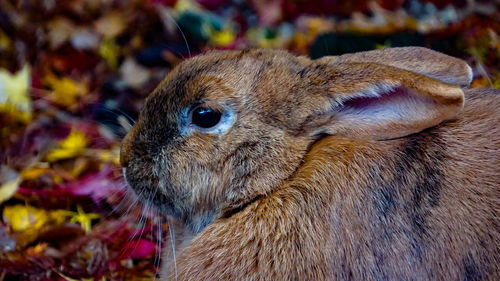 Close-up of an animal lying on field