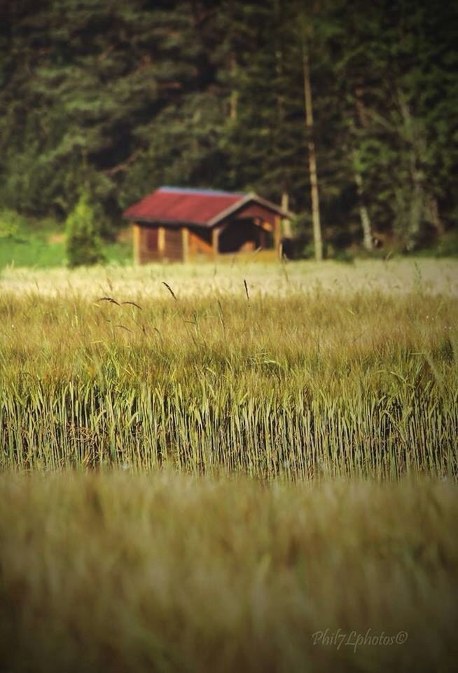 growth, grass, field, plant, rural scene, nature, green color, agriculture, focus on foreground, tranquility, close-up, selective focus, farm, day, crop, outdoors, beauty in nature, growing, no people, landscape