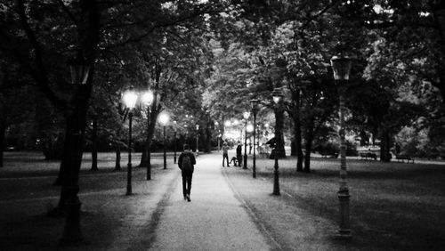 View of footpath along trees