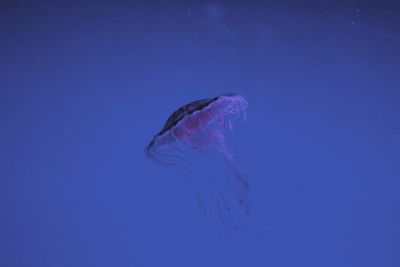 Close-up of jellyfish swimming in sea