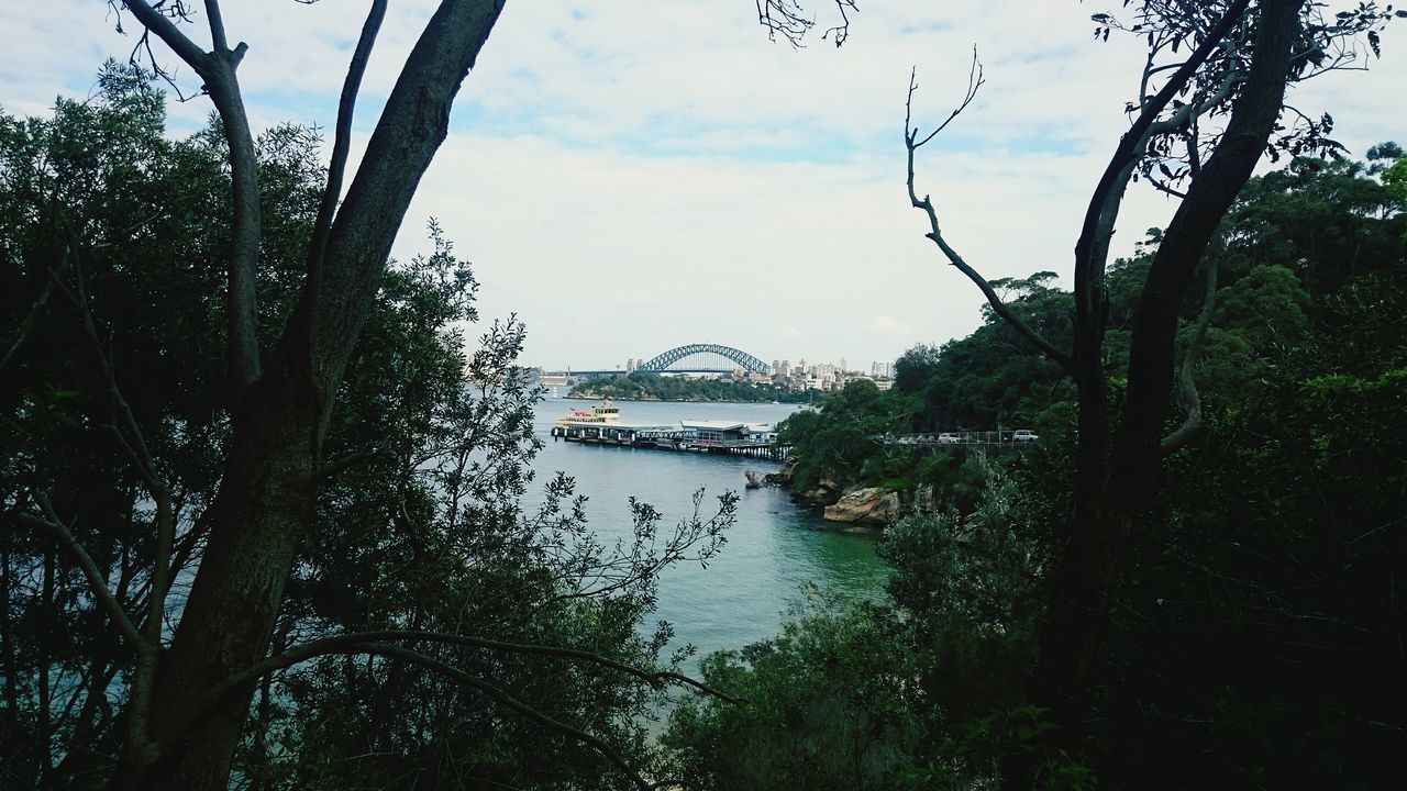 VIEW OF TREES BY SEA