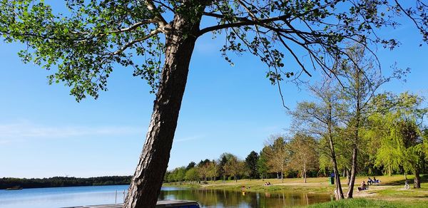 Trees by lake against sky