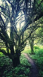 Trees on landscape