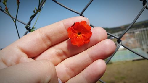 Close-up of hand holding red flower