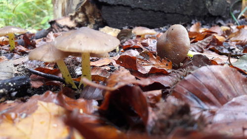 High angle view of mushrooms growing outdoors