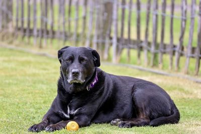 Portrait of dog relaxing on field