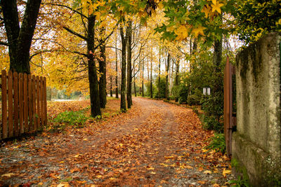 Footpath amidst trees in forest