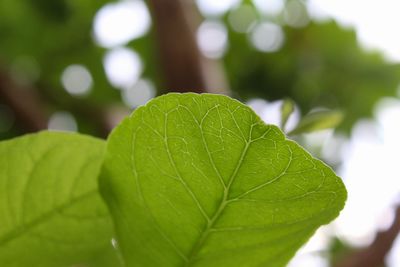 Close-up of green leaves