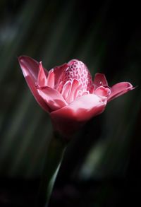 Close-up of pink rose